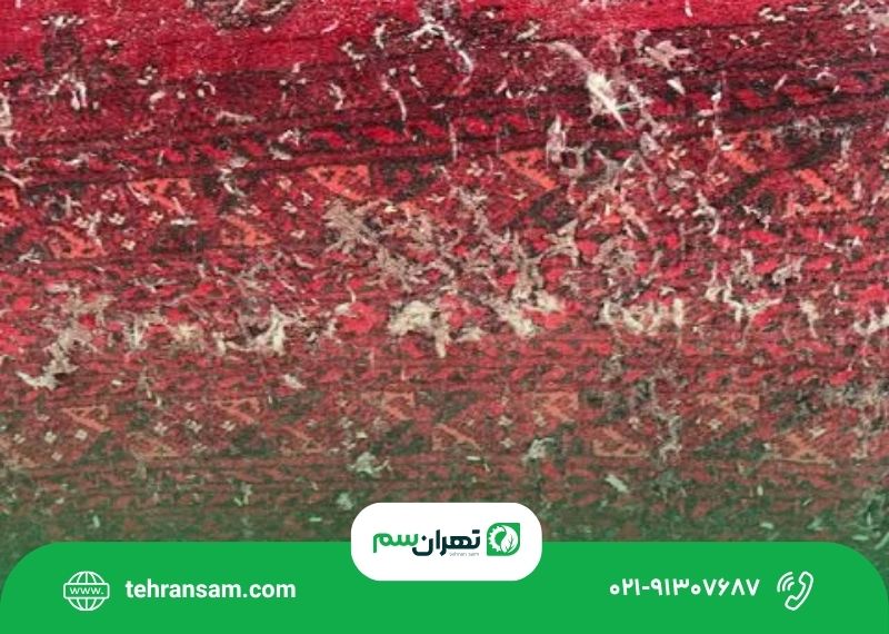 نشانه_های وجود بید در فرش